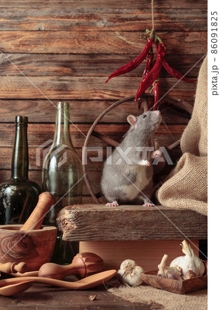Rat on a table in an old shed. Rat on a table in an old shed. 86091825