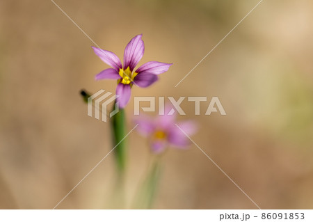 芝生や草原に白や赤紫の可憐な花を咲かせるニワゼキショウ 86091853