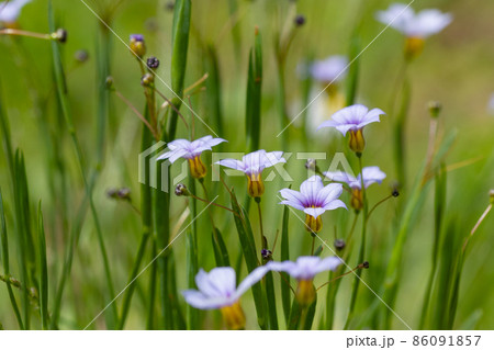 芝生や草原に白や赤紫の可憐な花を咲かせるニワゼキショウ 86091857