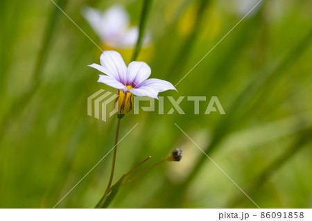 芝生や草原に白や赤紫の可憐な花を咲かせるニワゼキショウ 芝生や草原に白や赤紫の可憐な花を咲かせるニワゼキショウ 86091858
