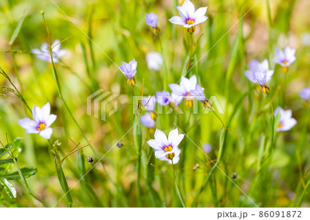 芝生や草原に白や赤紫の可憐な花を咲かせるニワゼキショウ 芝生や草原に白や赤紫の可憐な花を咲かせるニワゼキショウ 86091872