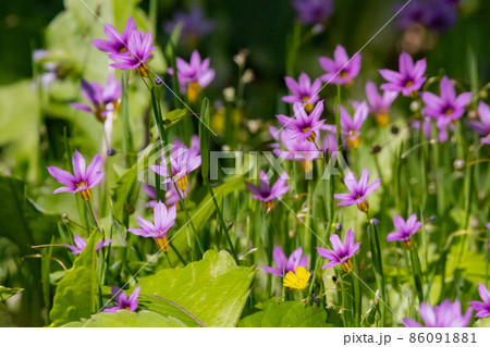 芝生や草原に白や赤紫の可憐な花を咲かせるニワゼキショウ 86091881