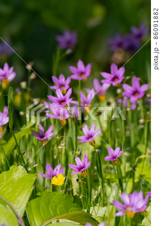 芝生や草原に白や赤紫の可憐な花を咲かせるニワゼキショウ 86091882