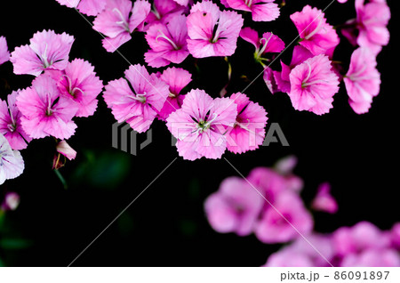 Sweet William Flower or Dianthus flower. Sweet William Flower or Dianthus flower. 86091897