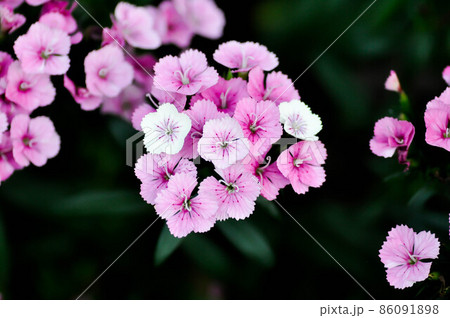 Sweet William Flower or Dianthus flower. Sweet William Flower or Dianthus flower. 86091898
