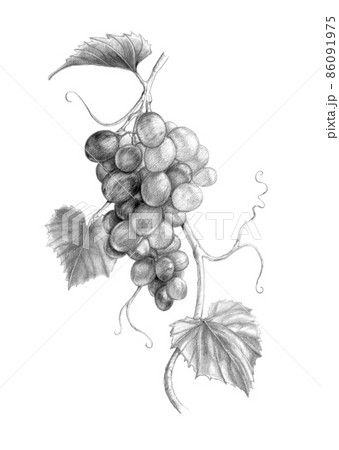 Grapevine branch with grapes and leaves Grapevine branch with grapes and leaves 86091975