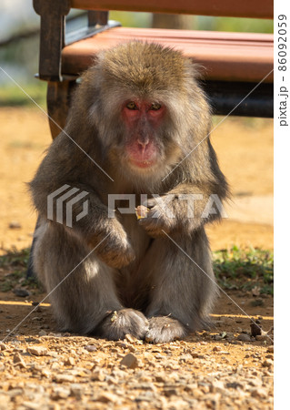 餌の時間。メスのニホンザルがベンチを背にしてサツマイモを持って座っている。 86092059
