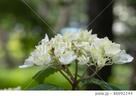 梅雨に咲きほこる万葉の花　アジサイ 86092244