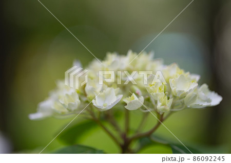 梅雨に咲きほこる万葉の花　アジサイ 86092245