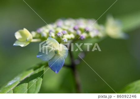 梅雨に咲きほこる万葉の花　アジサイ 86092246