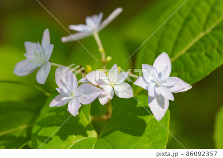 梅雨に咲きほこる万葉の花　アジサイ 86092357