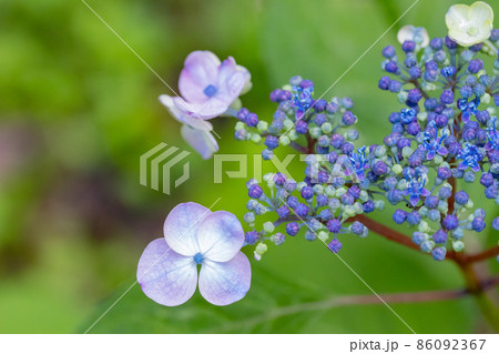 梅雨に咲きほこる万葉の花 アジサイ 梅雨に咲きほこる万葉の花 アジサイ 86092367