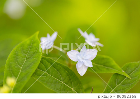 梅雨に咲きほこる万葉の花 アジサイ 梅雨に咲きほこる万葉の花 アジサイ 86092368