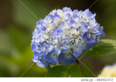 梅雨に咲きほこる万葉の花 アジサイ 梅雨に咲きほこる万葉の花 アジサイ 86092372
