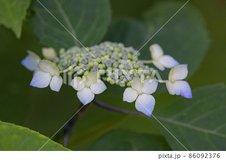 梅雨に咲きほこる万葉の花　アジサイ 86092376