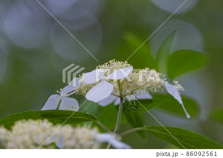 梅雨に咲きほこる万葉の花 アジサイ 梅雨に咲きほこる万葉の花 アジサイ 86092561