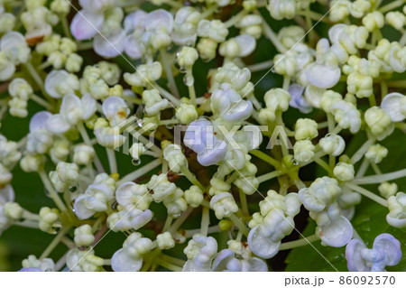 梅雨に咲きほこる万葉の花 アジサイ 梅雨に咲きほこる万葉の花 アジサイ 86092570