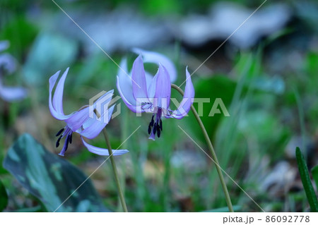 森の妖精 86092778