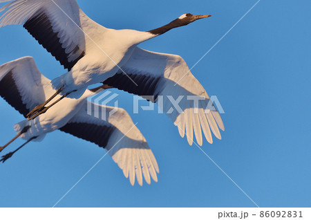 青空を飛ぶ二羽のタンチョウ（北海道・鶴居） 86092831