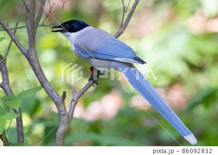 東日本だけで観ることができるヘルメットのような頭のオナガ 86092832