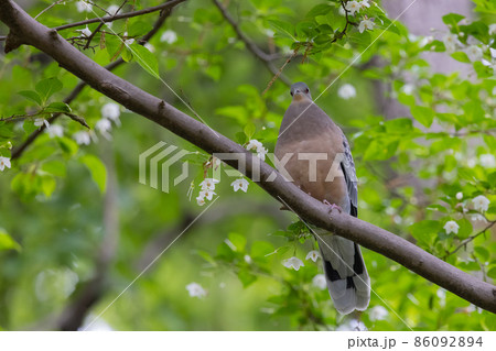 ジビエでも有名なヤマバトことキジバト 86092894