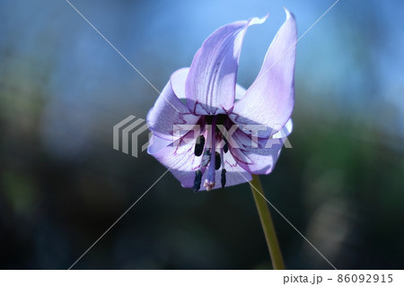 森の妖精 森の妖精 86092915