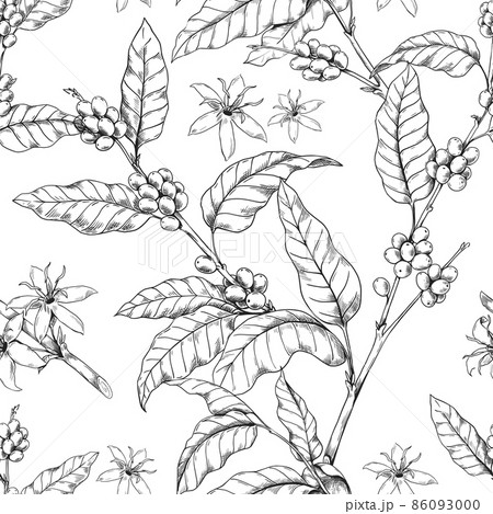 Coffee branch pattern. Seamless print with hand drawn Arabica tree with leaves and flowers. Roasted seeds for caffeine beverage. Plant sketch. Vector texture of espresso drink beans 86093000