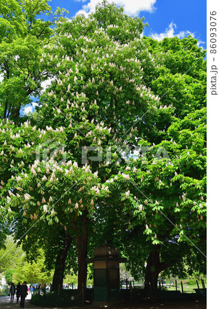 フランス・パリ、モンソー公園に咲くマロニエの花、2021年5月7日撮影。 86093076