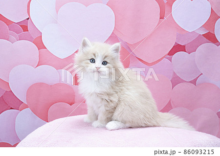 ハートのバックとノルウェージャンフォレストキャット子猫 86093215