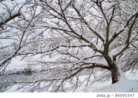 桜の枝に積もった雪　1月 86093347