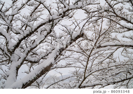 桜の枝に積もった雪 1月 桜の枝に積もった雪 1月 86093348