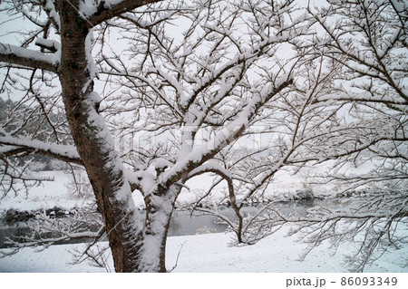 桜の枝に積もった雪 1月 桜の枝に積もった雪 1月 86093349