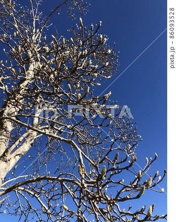 ***Magnolia***　　　～・白木蓮・～　　　 86093528