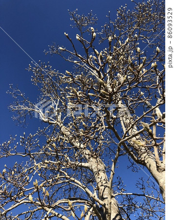 ***Magnolia*** ~・白木蓮・~ ***Magnolia*** ~・白木蓮・~ 86093529