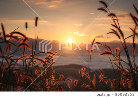 Sunrise shining over mountain with foggy and rim light on grass flower Sunrise shining over mountain with foggy and rim light on grass flower 86093555