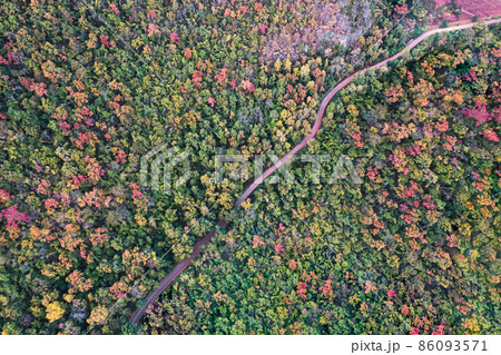 Top view of colorful autumn forest with winding road in tropical rainforest at national park Top view of colorful autumn forest with winding road in tropical rainforest at national park 86093571