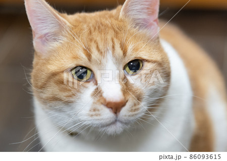 茶とらの家猫のクローズアップ 茶とらの家猫のクローズアップ 86093615