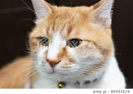 茶とらの家猫のクローズアップ 86093619