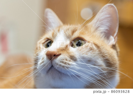 茶とらの家猫のクローズアップ 86093628