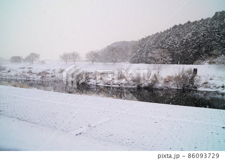 川沿いの桜に降り積もる雪 1月 川沿いの桜に降り積もる雪 1月 86093729