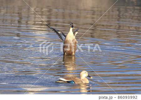 水しぶきをあげて羽ばたくカルガモ 86093992