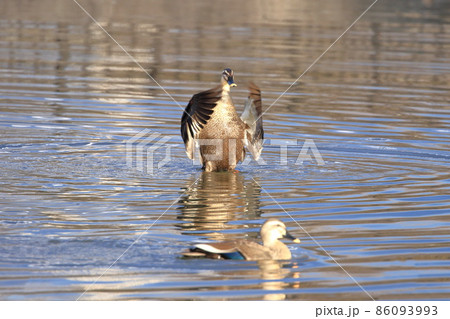 水しぶきをあげて羽ばたくカルガモ 86093993