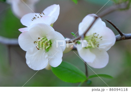 華やかに咲く 86094118