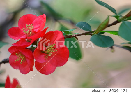 華やかに咲く 86094121