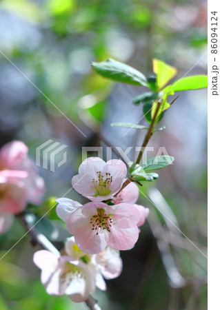 華やかに咲く 86094124