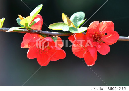 華やかに咲く 86094236