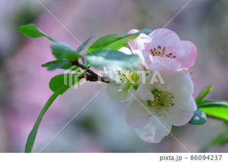 華やかに咲く 86094237