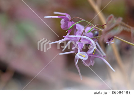 船の錨に似た花 86094493
