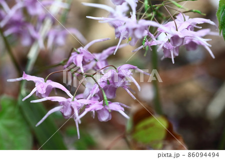 船の錨に似た花 86094494