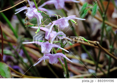船の錨に似た花 船の錨に似た花 86094496